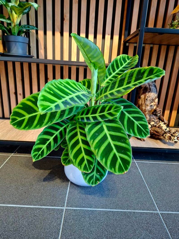 Calathea Zebrina