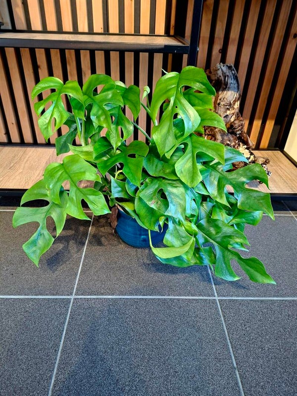 Monstera Minima