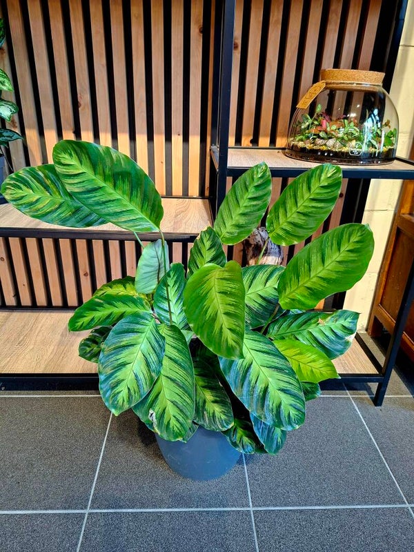 Calathea Misto