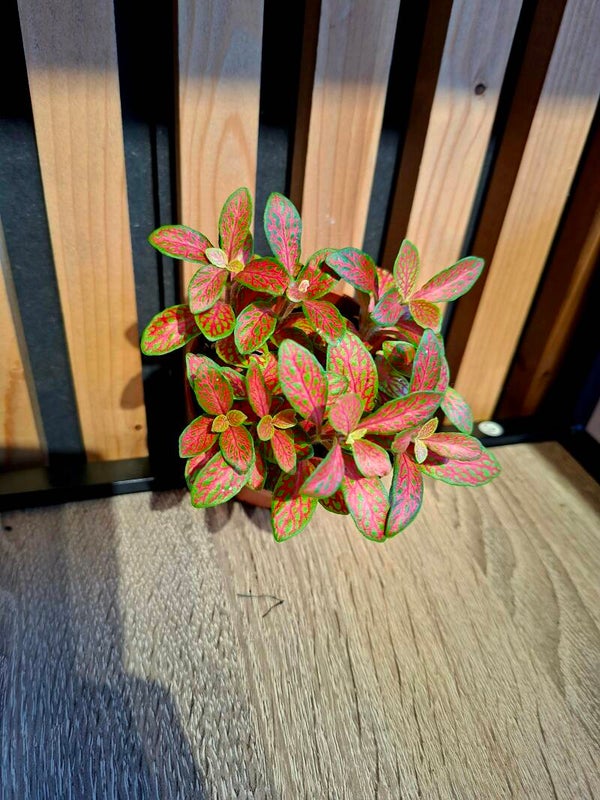 Fittonia roze