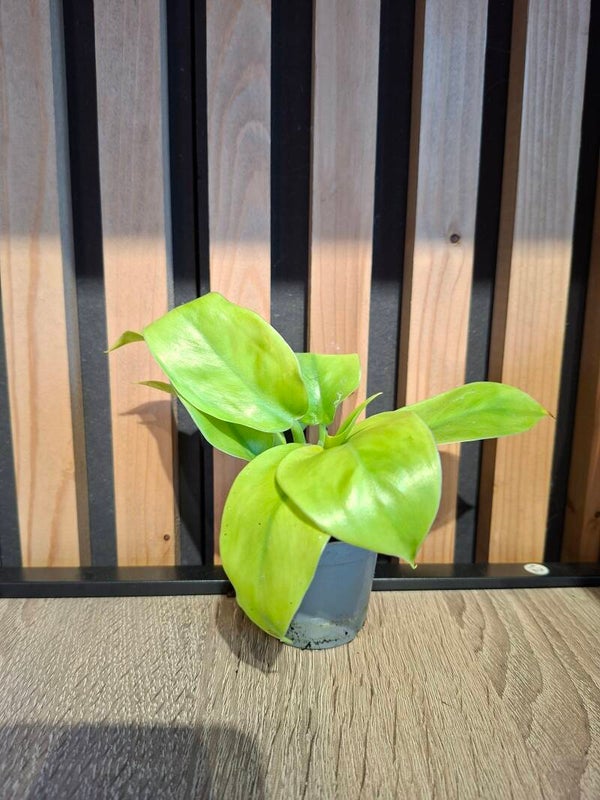 Philodendron Lime