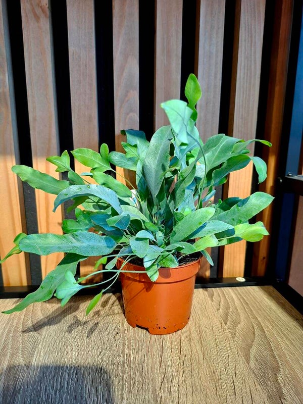 Phlebodium Auseum Blue Star