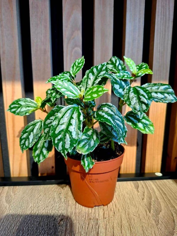 Pilea Cadierei