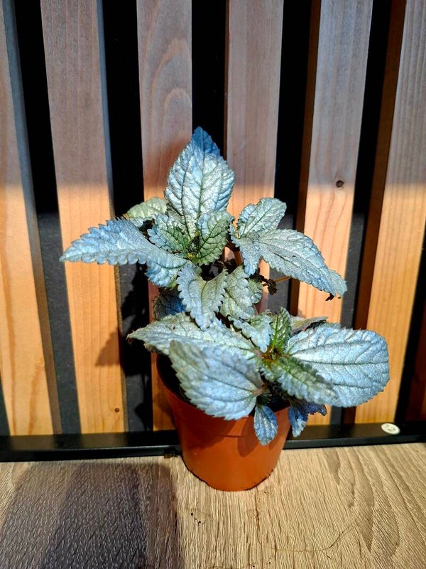 Pilea Ellen