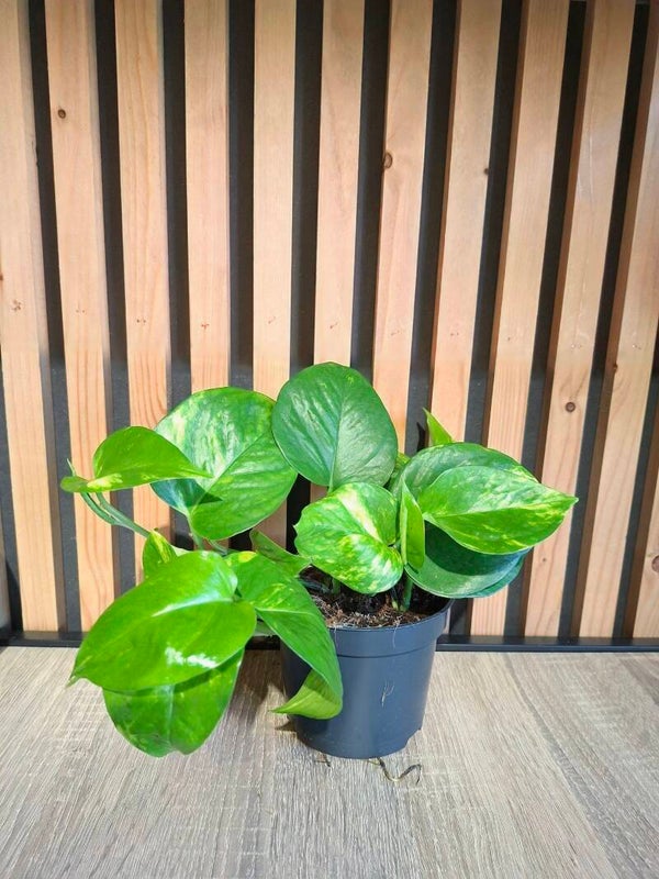 Epipremnun