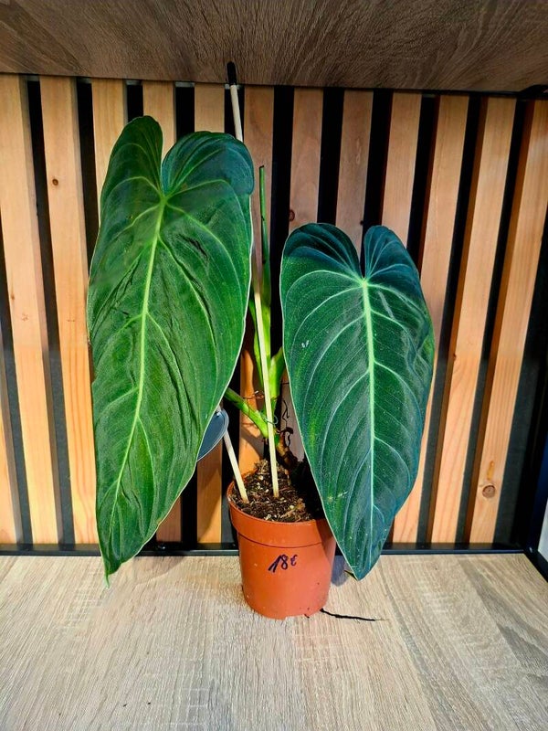 Philodendron Melanochrysum