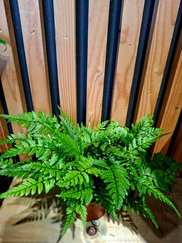 Polystichum