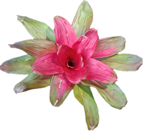 Neoregelia Pink Debby