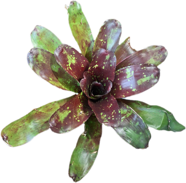 Neoregelia Broken Heart