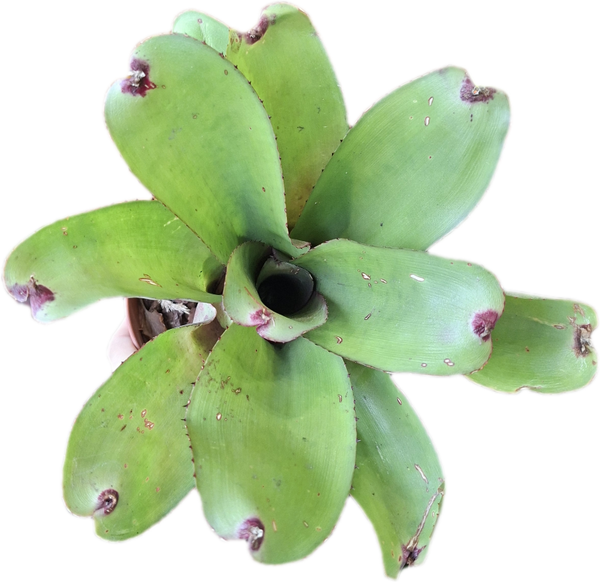Neoregelia Ninja Pink