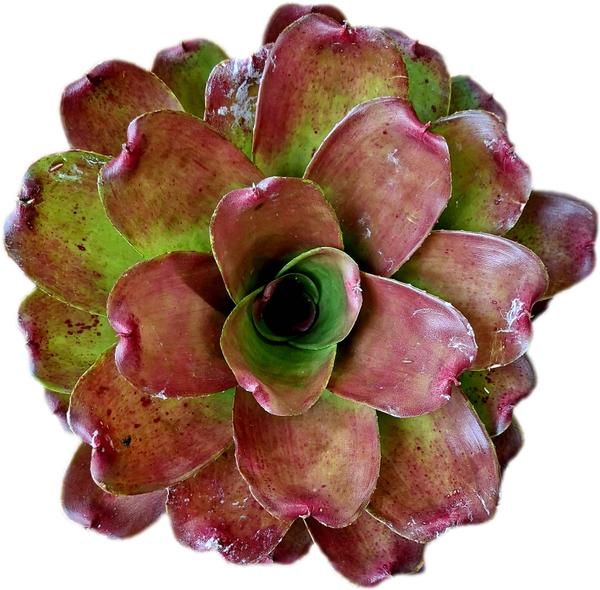 Neoregelia Winedermae