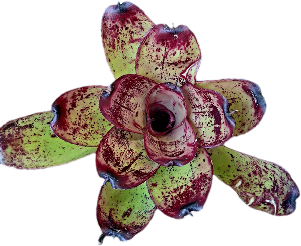 Neoregelia Painted Delight Hybrid