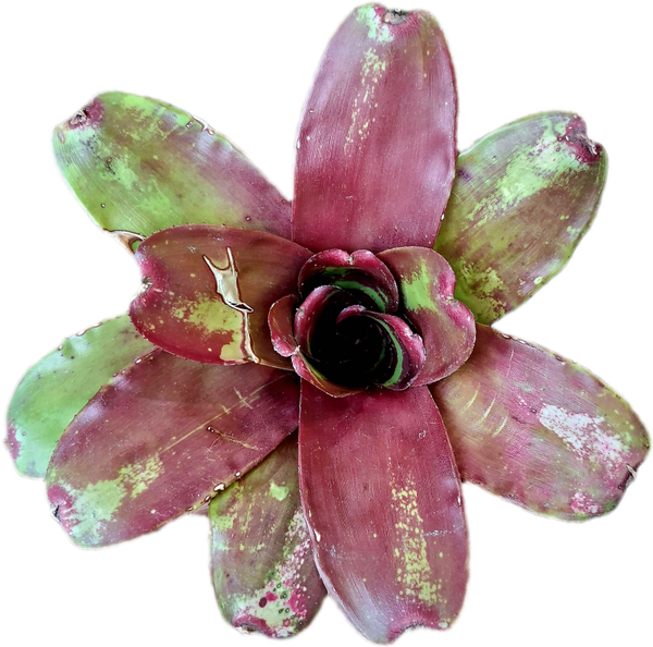 Neoregelia Bob and Grace