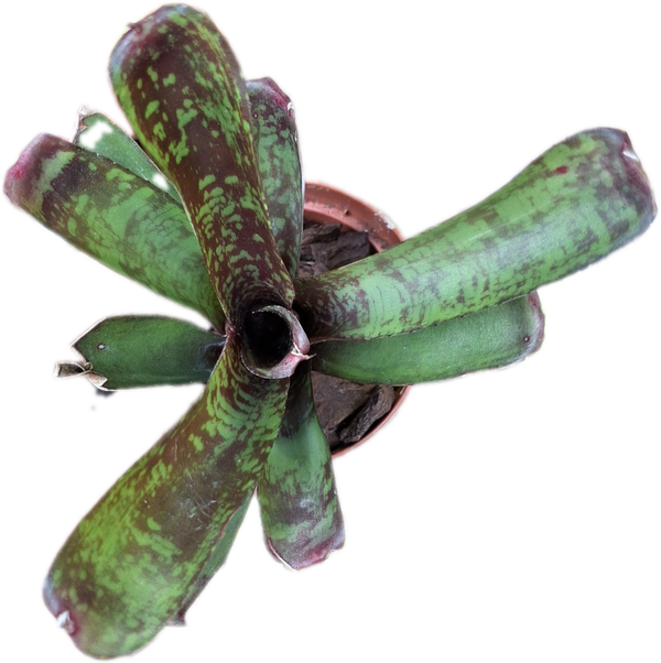 Neoregelia Dartanion