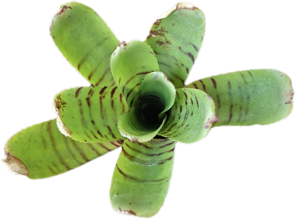 Neoregelia Half Pint