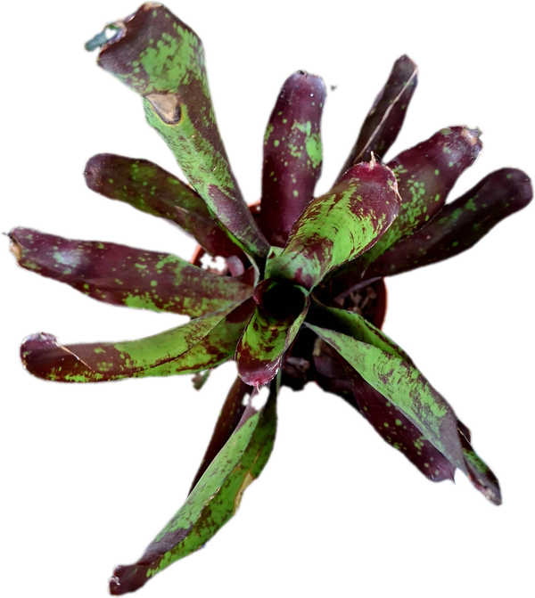 Neoregelia Multicolor