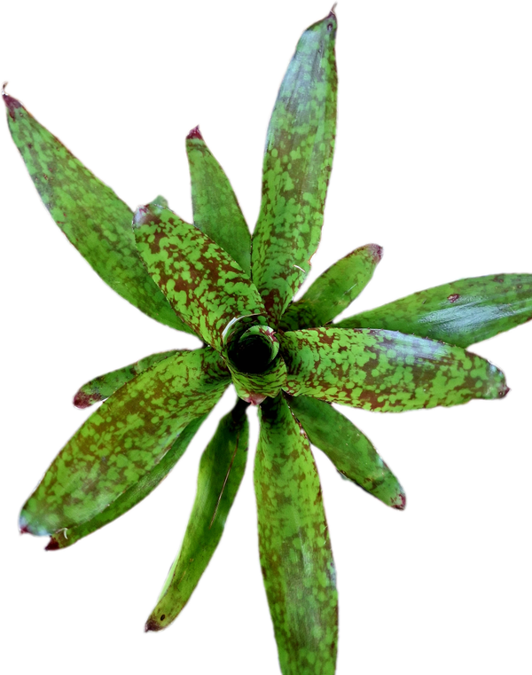 Neoregelia Winnie The Pooh