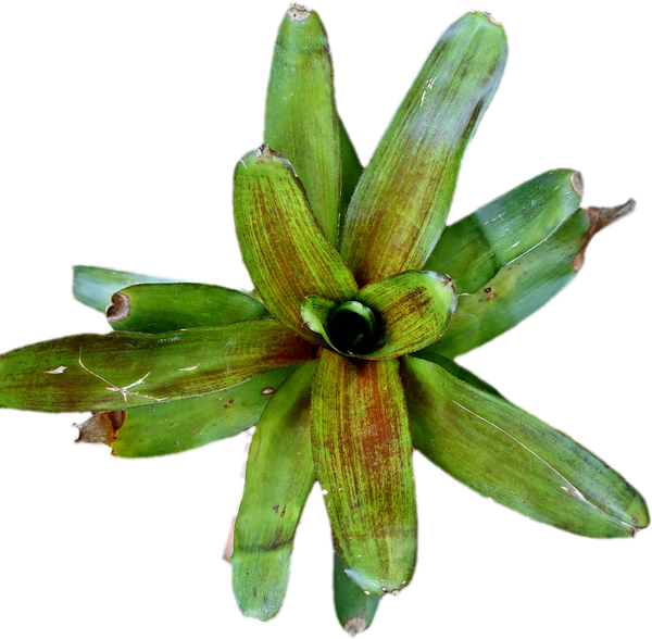 Neoregelia Jewellery Shop