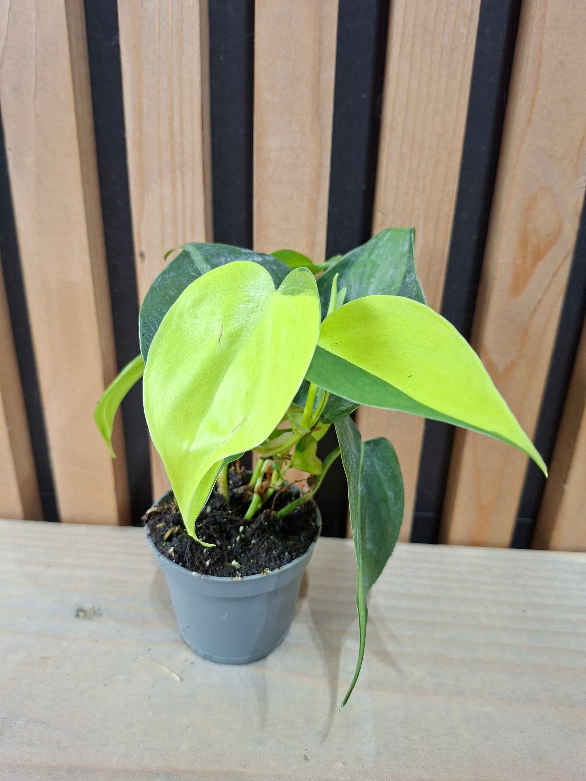 Philodendron Scandens Brasil