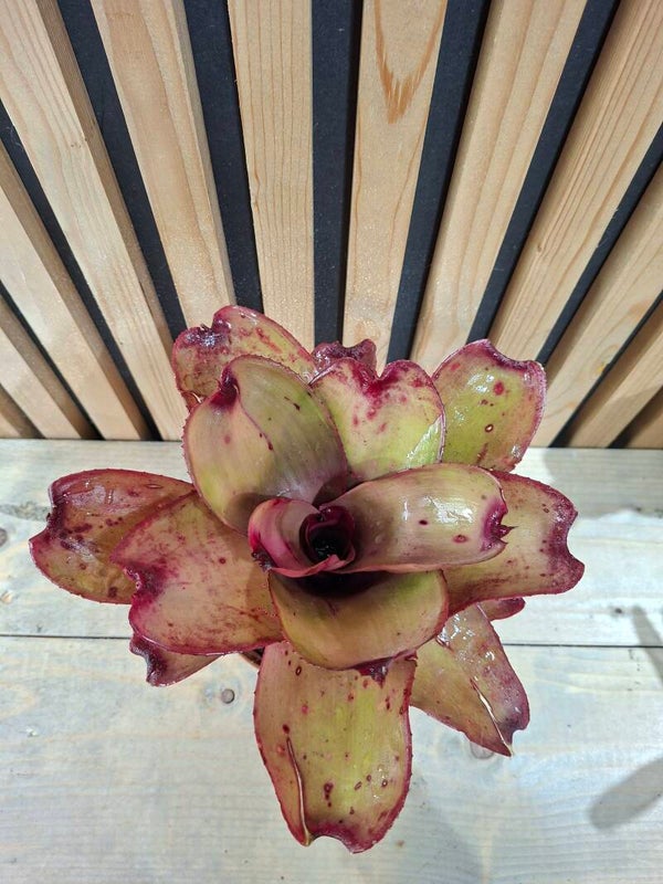 Neoregelia Ninja Hybrid