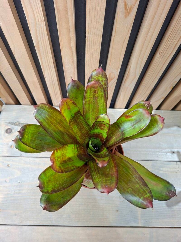 Neoregelia Jewellery Shop