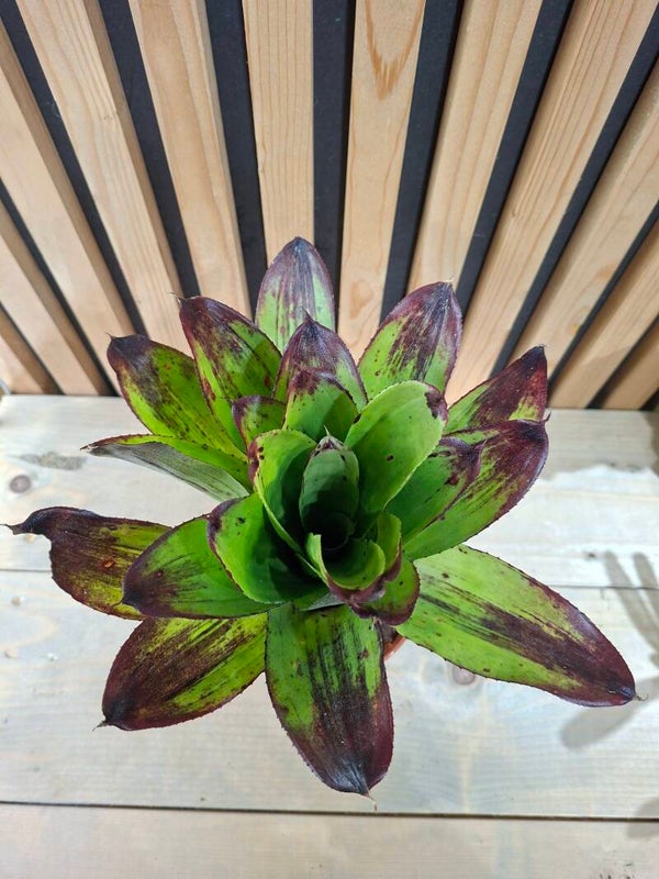 Neoregelia Strawberry Roan