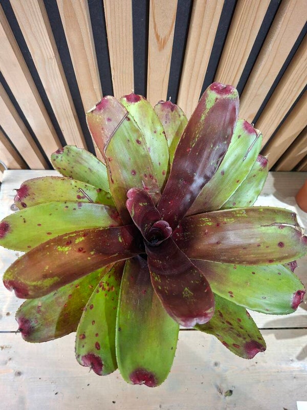 Neoregelia Bob and Grace