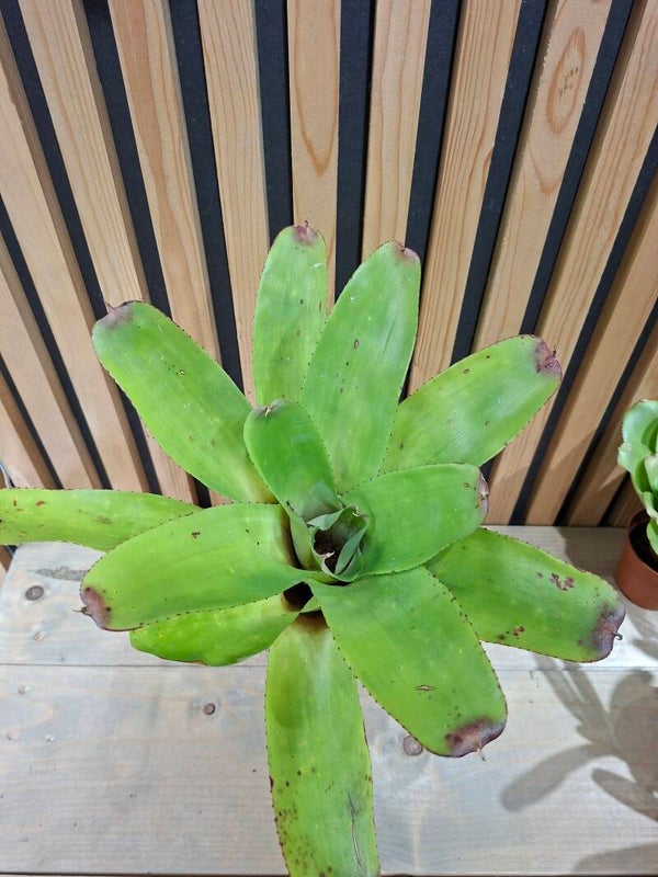 Neoregelia Valentine`s Day