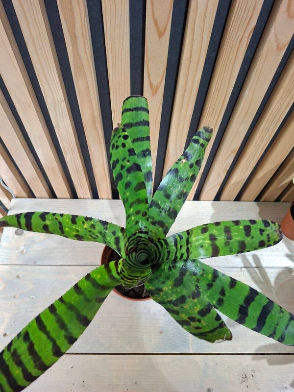 Neoregelia Cat`s Pajamas