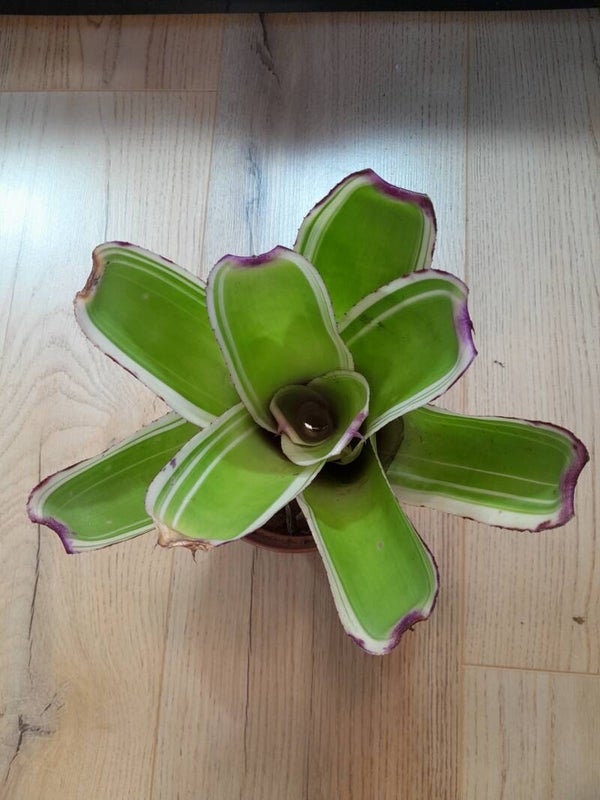 Neoregelia 9N Snowden