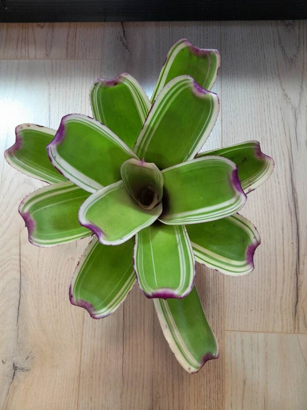Neoregelia 9N Snowden