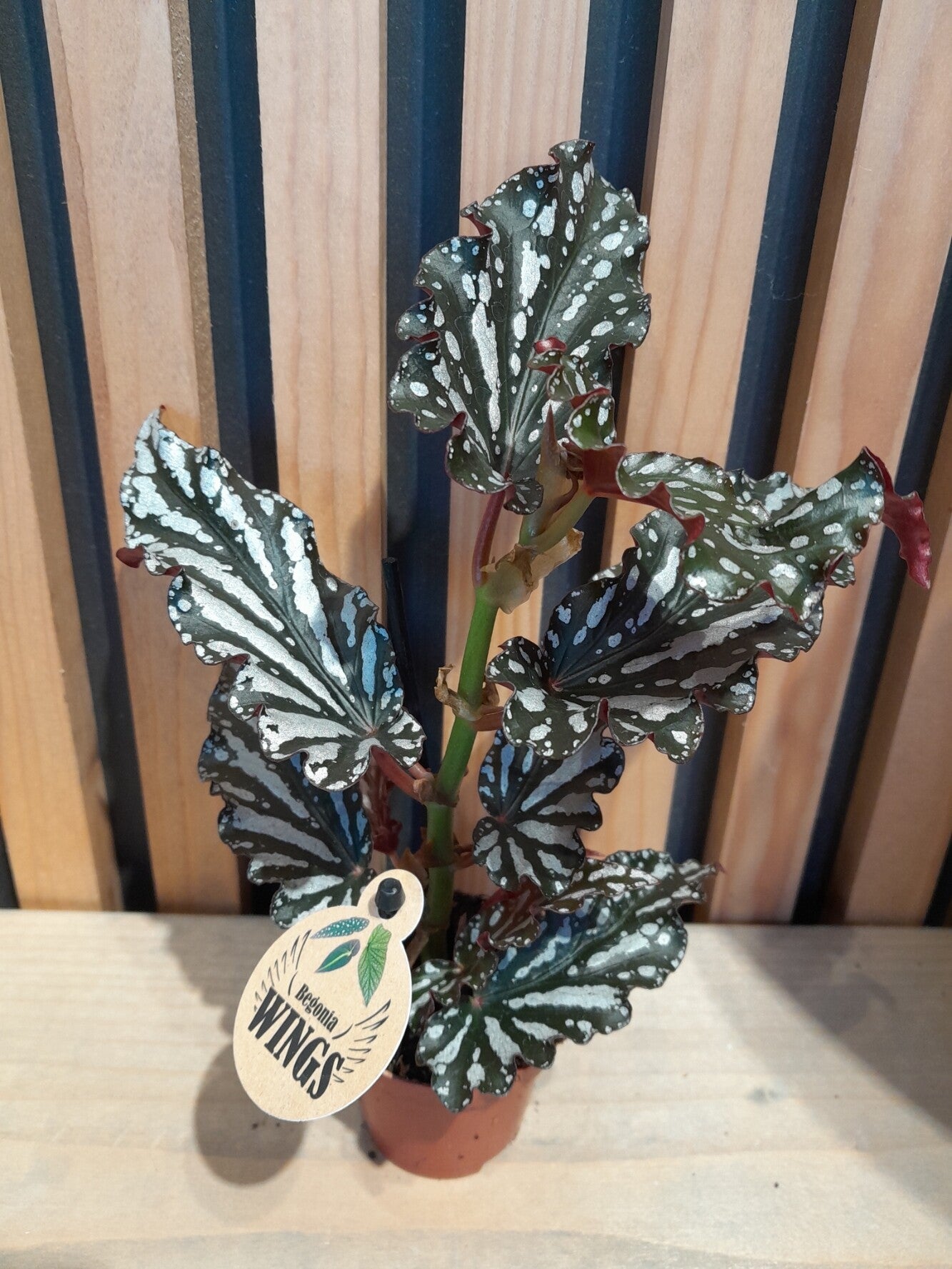 Begonia Spotlight Dark