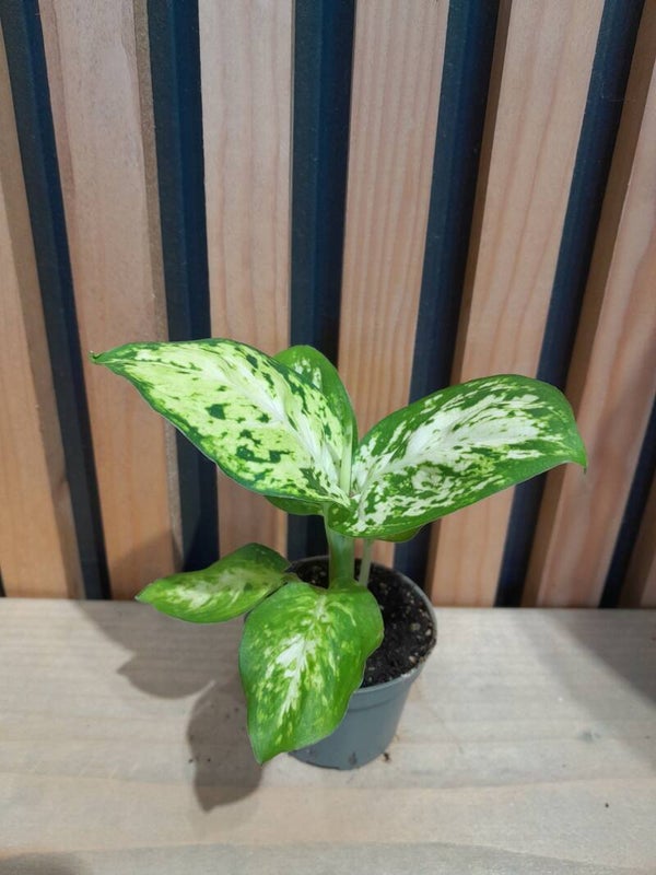 Dieffenbachia Amy