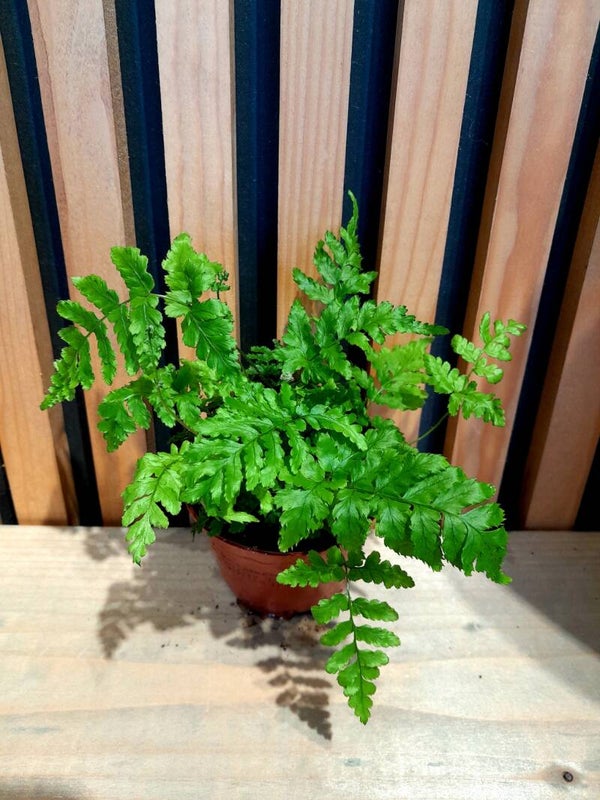 Doryopteris Erythrosora