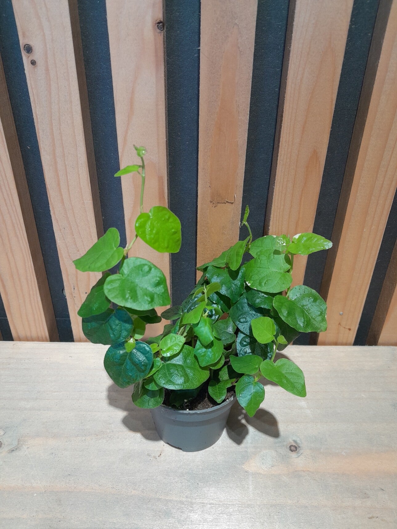 Ficus Pumila Green Sunny