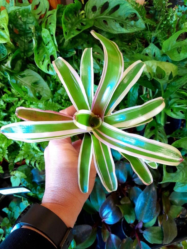 Nidularium Fireball Striped