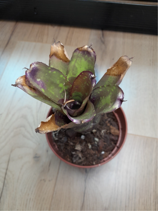Neoregelia Inca Fire Hybrid (Kneusje)