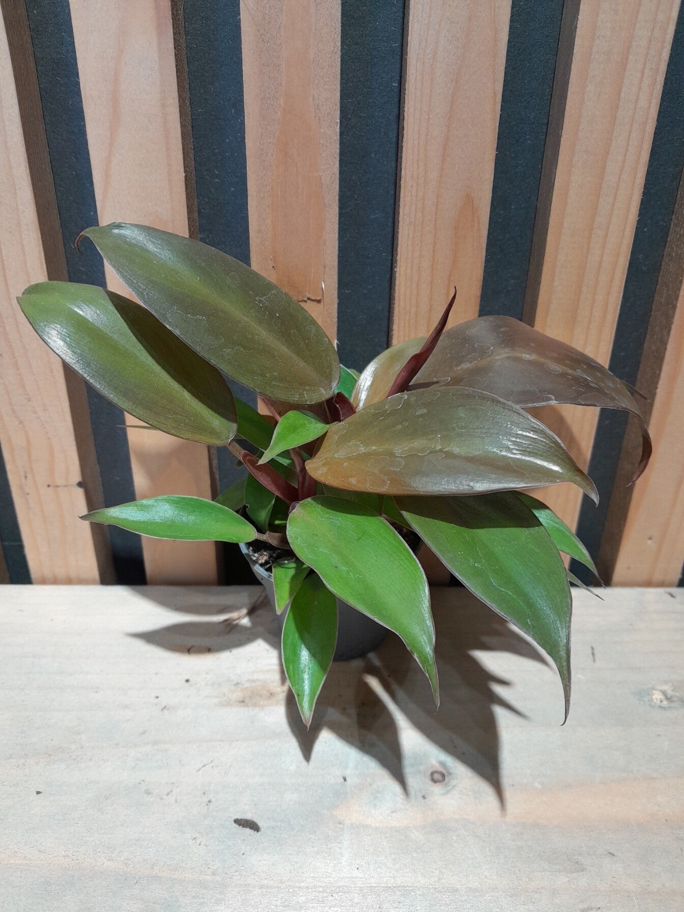 Philodendron Red Sun