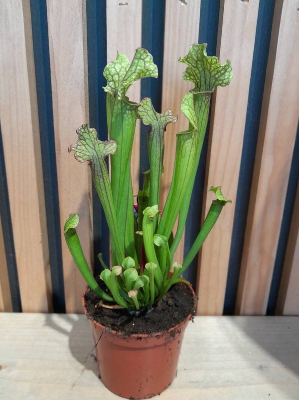 Sarracenia