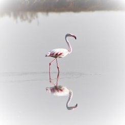 reflection-standard.jpg