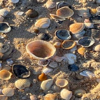 shells-at-sunset-on-manta-rota-beach-by-carol-dominiqye-antram-standard-ormnp9.jpg
