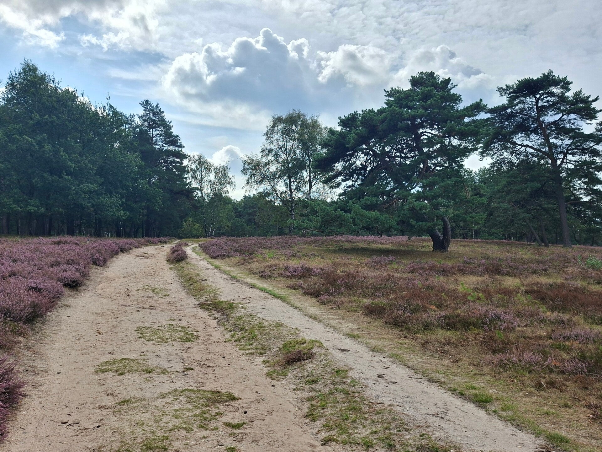H'Artje zomer gaat niet door...