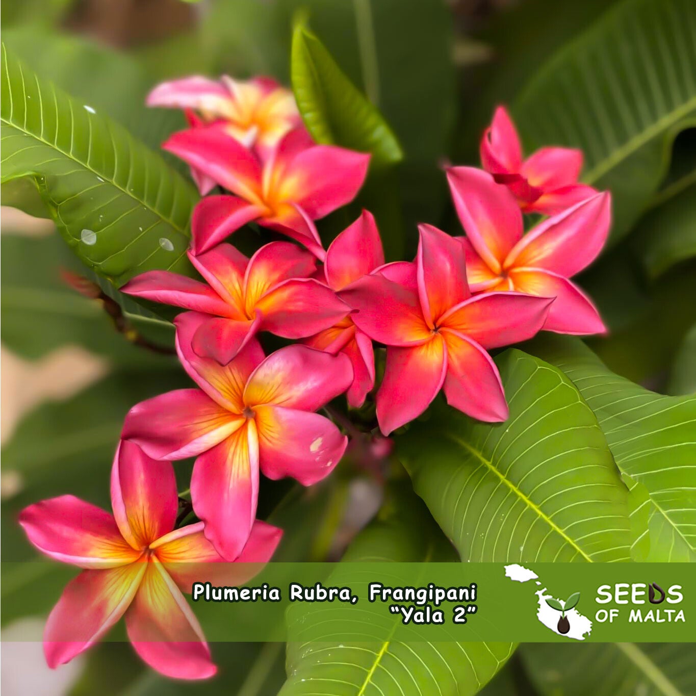 Plumeria Rubra, Frangipani "Yala 2", 5 fresh seeds from Thailand