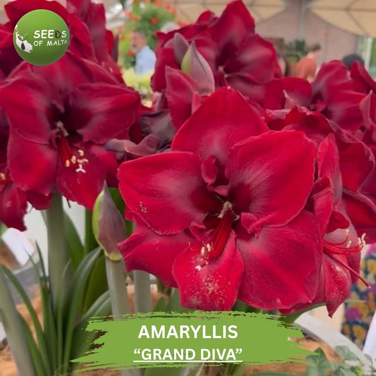 Hippeastrum, Amaryllis "GRAND DIVA". 10 fresh seeds