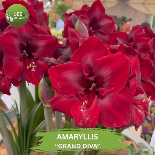 Hippeastrum, Amaryllis "GRAND DIVA". 10 fresh seeds
