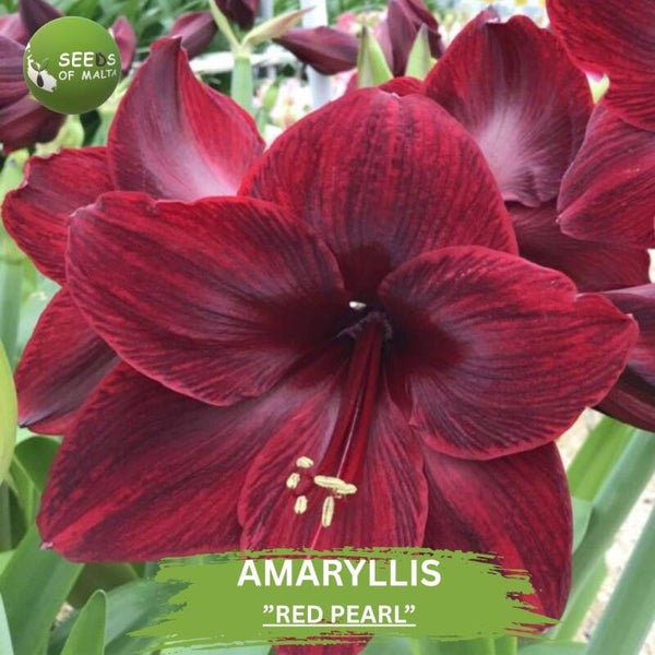 Amaryllis "RED PEARL" 10 Seeds from private collector | Deep Crimson Velvety Flower Hippeastrum | Rare Garden Flower Seeds | Easy to Grow
