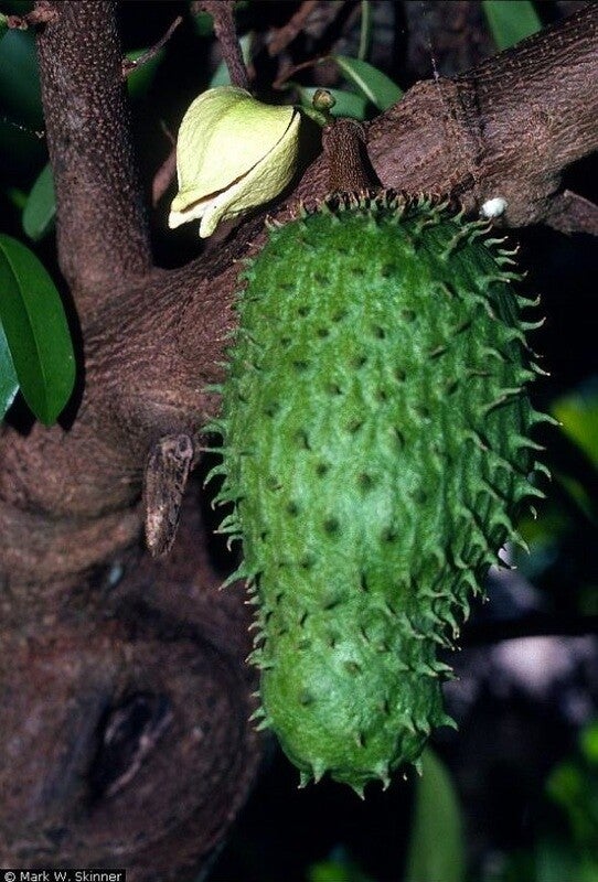 Annona muricata, Soursop, Guanabana, Guyabano, Prickly Custard Apple, Graviola, 10 viable seeds