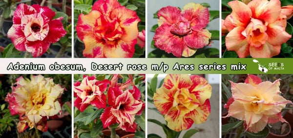 Adenium Obesum, Desert rose, Multi petal Ares series mix, Orange, Red, Yellow color combination, 10 seeds