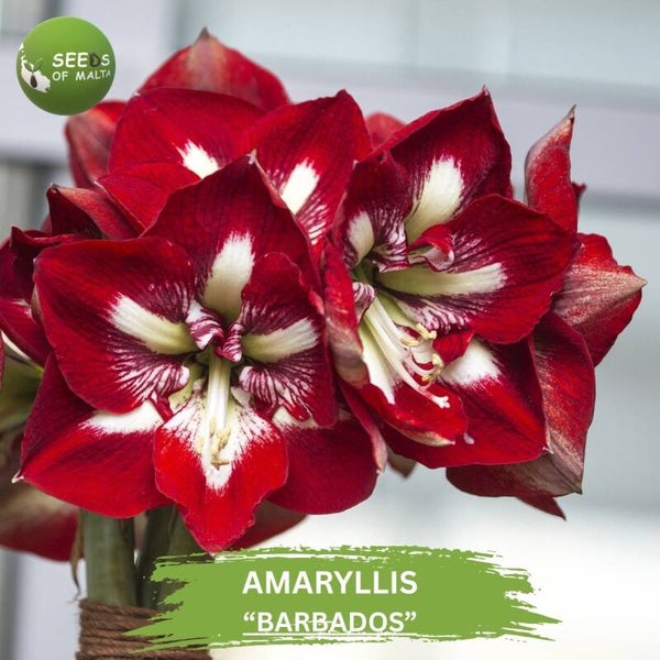 Hippeastrum, Amaryllis "BARBADOS". 10 freshseeds