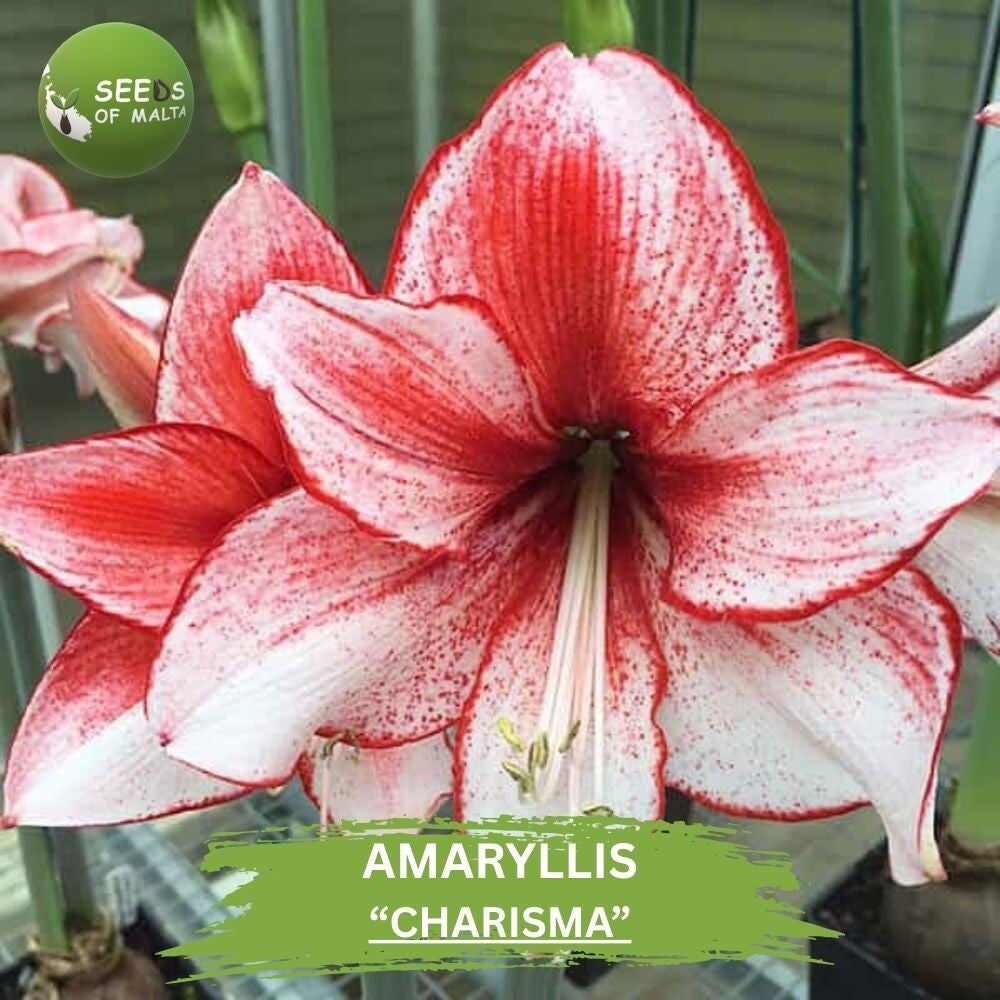 Hippeastrum, Amaryllis "CHARISMA". 10 fresh seeds